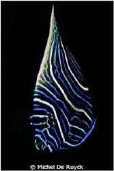 juvenile emperor angelfish by Michel De Ruyck 
